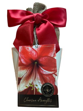 Amaryllis Holiday Growing Kit, Includes a White Ceramic Pot, Charisma Bulb, and Growing Medium